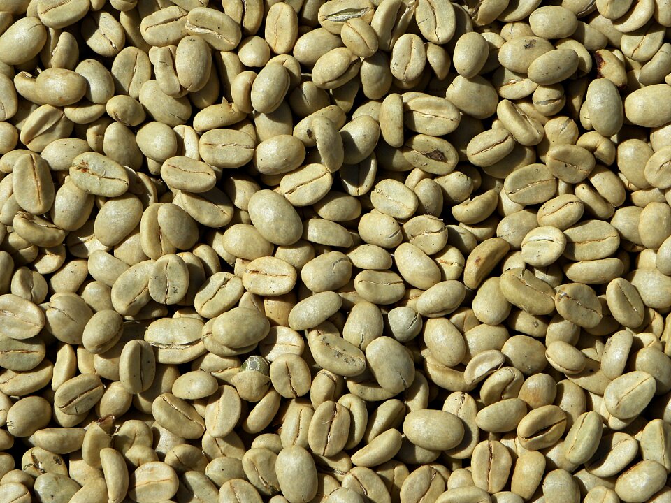 Coffee arabica costa rica