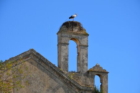 Stork's nest bird nesting photo