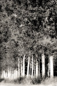 bouleaux alignement