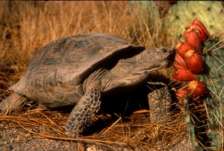 Desert tortoise eating cactus fruits
