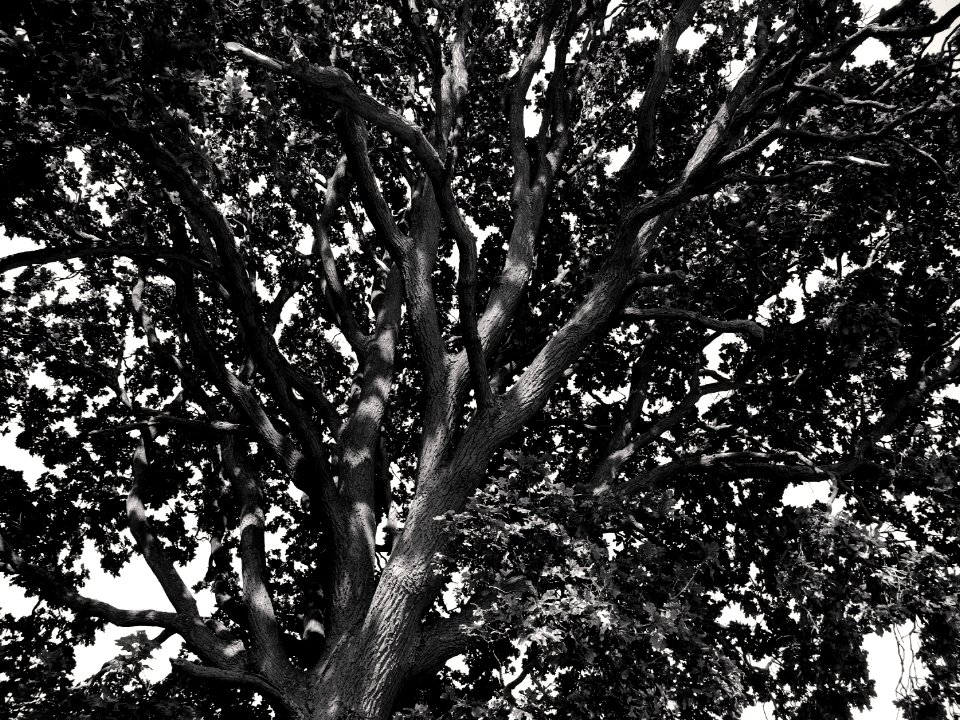 oak on green lane