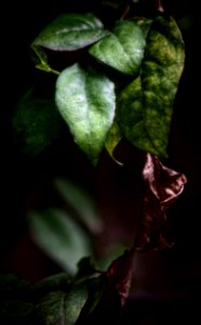 Leaves