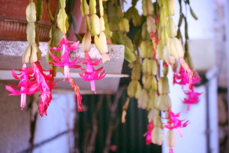 o poder das flores