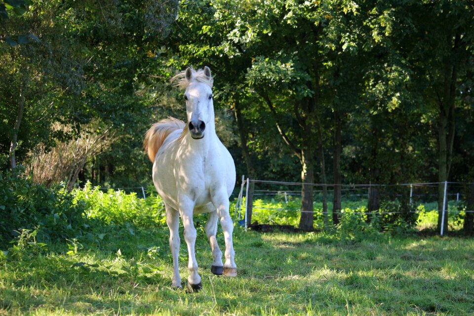Gallop pasture autumn