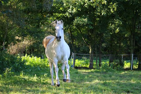 Gallop pasture autumn photo