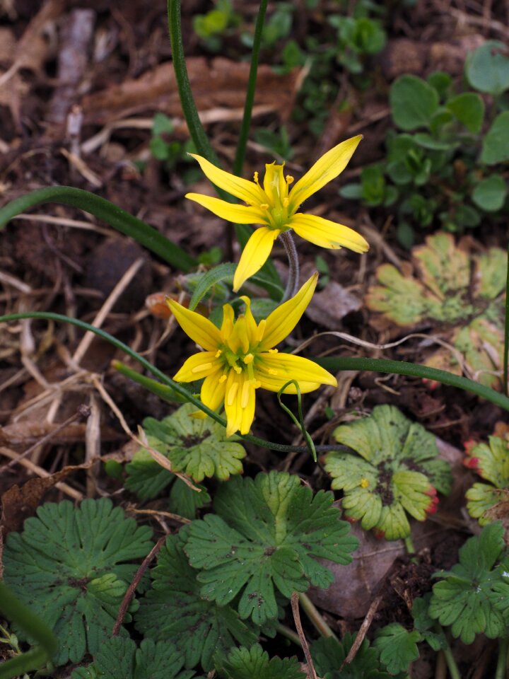 Forest gold star yellow star gagea