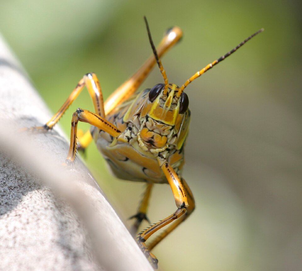 Close up insect locust photo