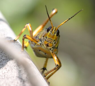 Close up insect locust