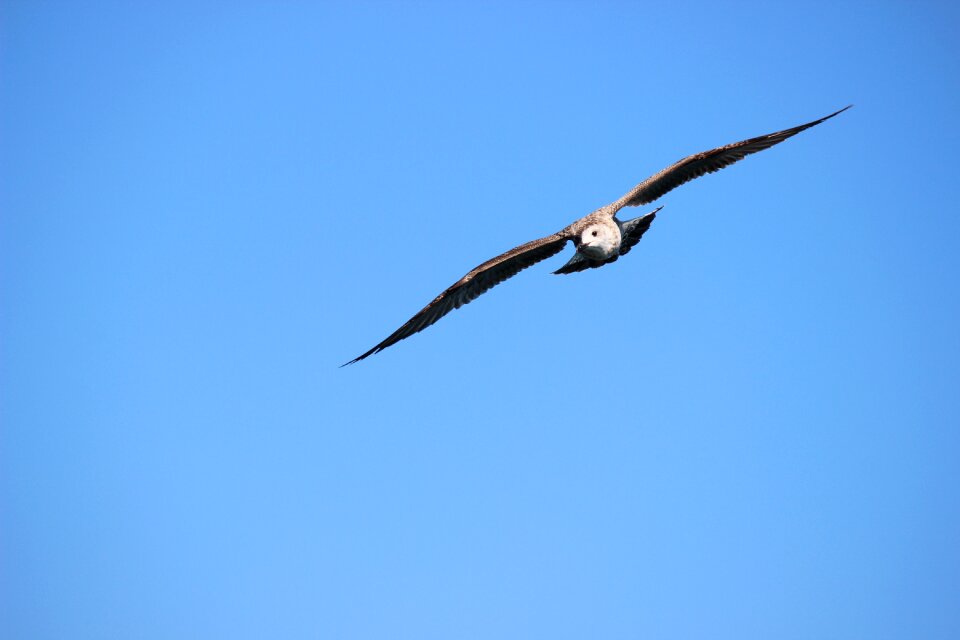 Nature gull blue