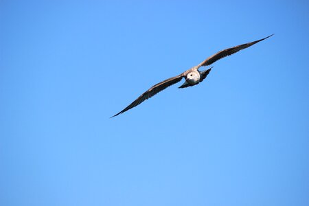 Nature gull blue