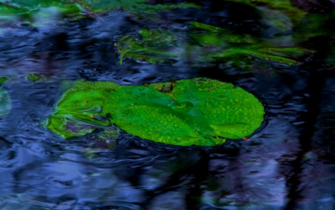 feuilles aquatiques