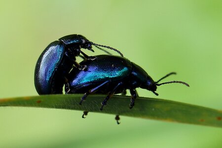 Blue reproduction insect