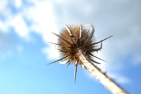 Nature stem autumn