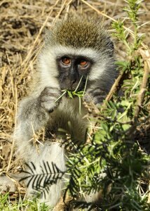 Baby wildlife nature