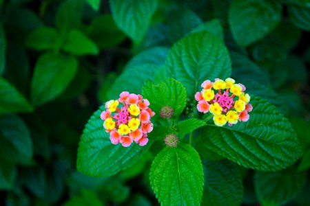 Flores de El Tigre photo