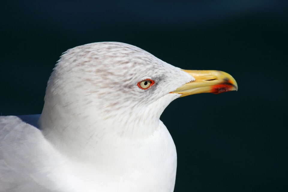 Animal bird peaceful