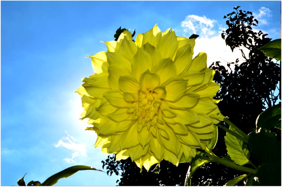 Dalia, georginia (Dahlia Cav.) (.)