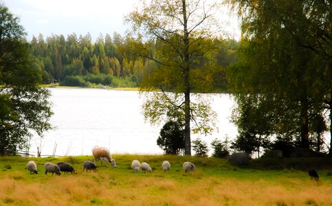 Landscape summer finnish