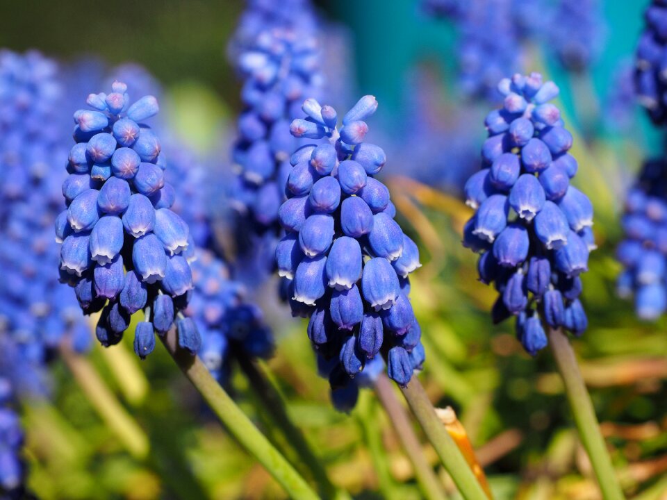Blue muscari common grape hyacinth
