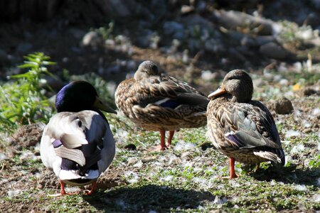 Blue head duck mallard