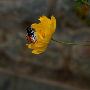 Butterfly on yellow marigold