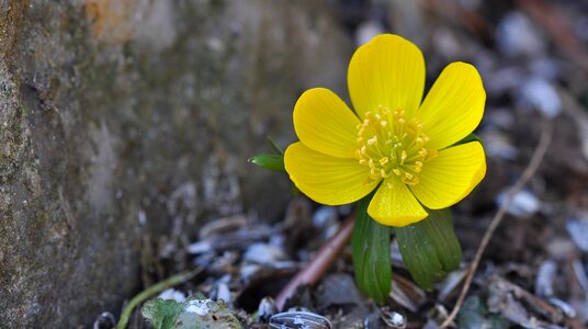 Plant flowers ground cover