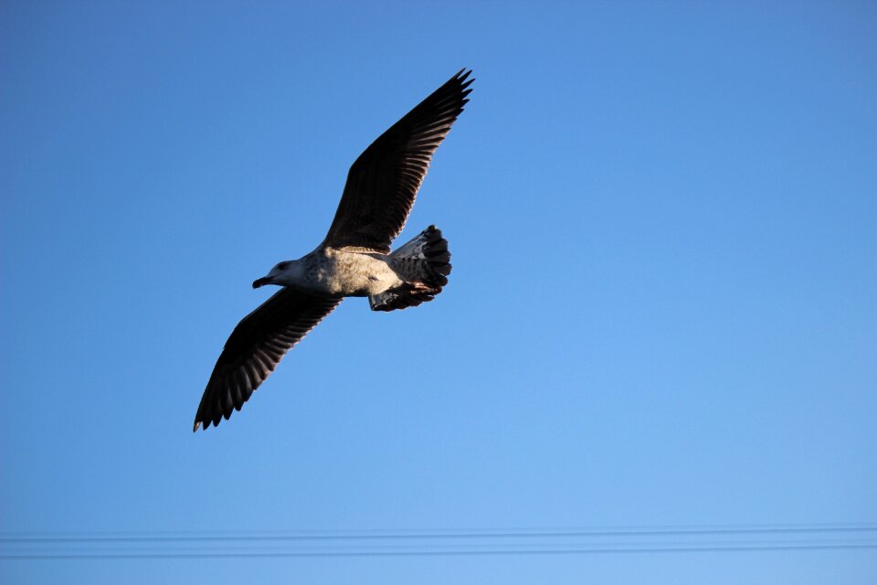 Animal flight wing