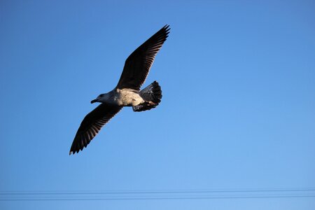 Animal flight wing photo