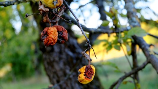 Fruit rot tree autumn