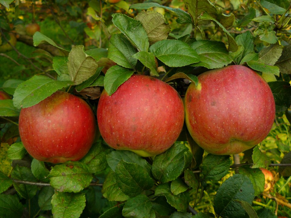 Apple tree red round