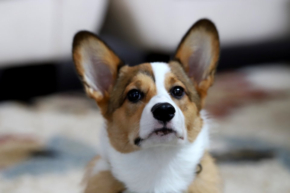 Treat + Training Time