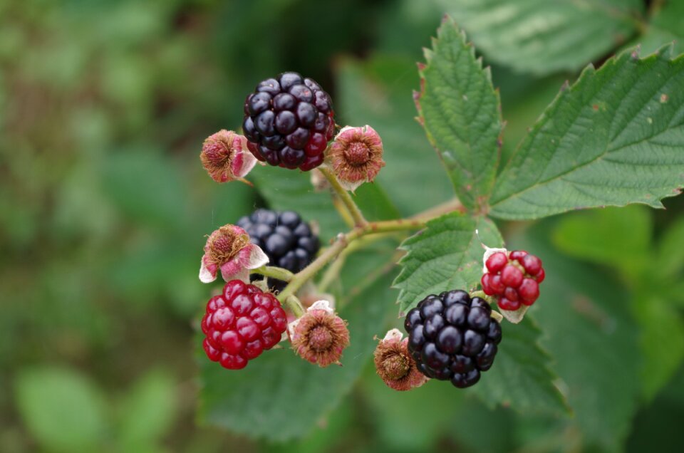 Blackberries shrub fruit
