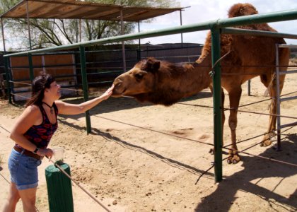 Shawn Petting A Camel That Is Ready To Launch A Loogie