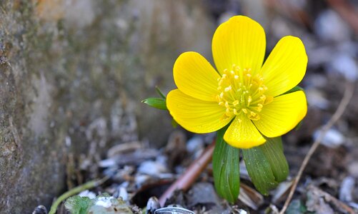 Plant flowers ground cover