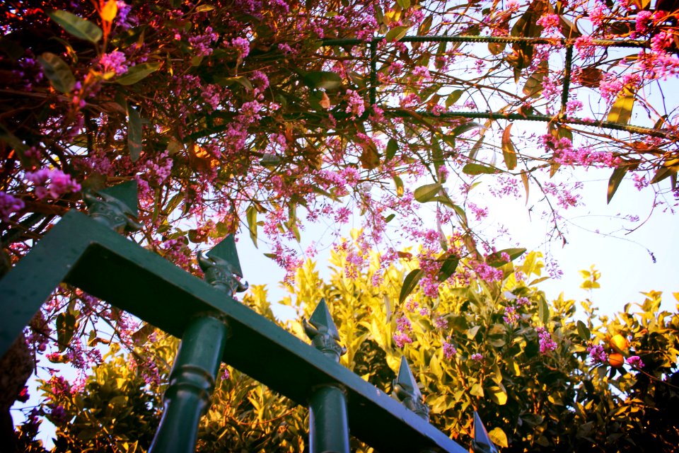 o poder das flores