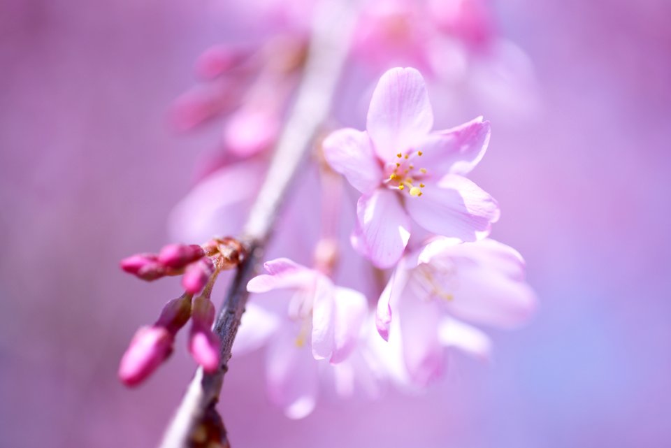 Her name is SAKURA.