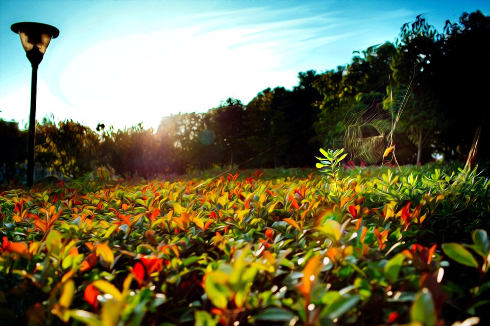 The scenery fresh flower
