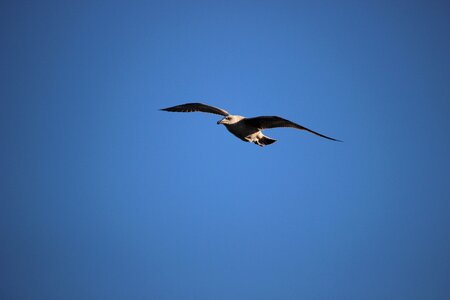 Silhouette wildlife wild photo