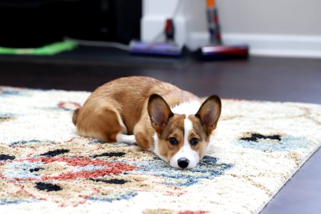 Treat + Training Time