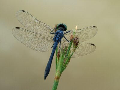 Dragonfly insect nature