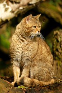 Wildkat in Duisburg