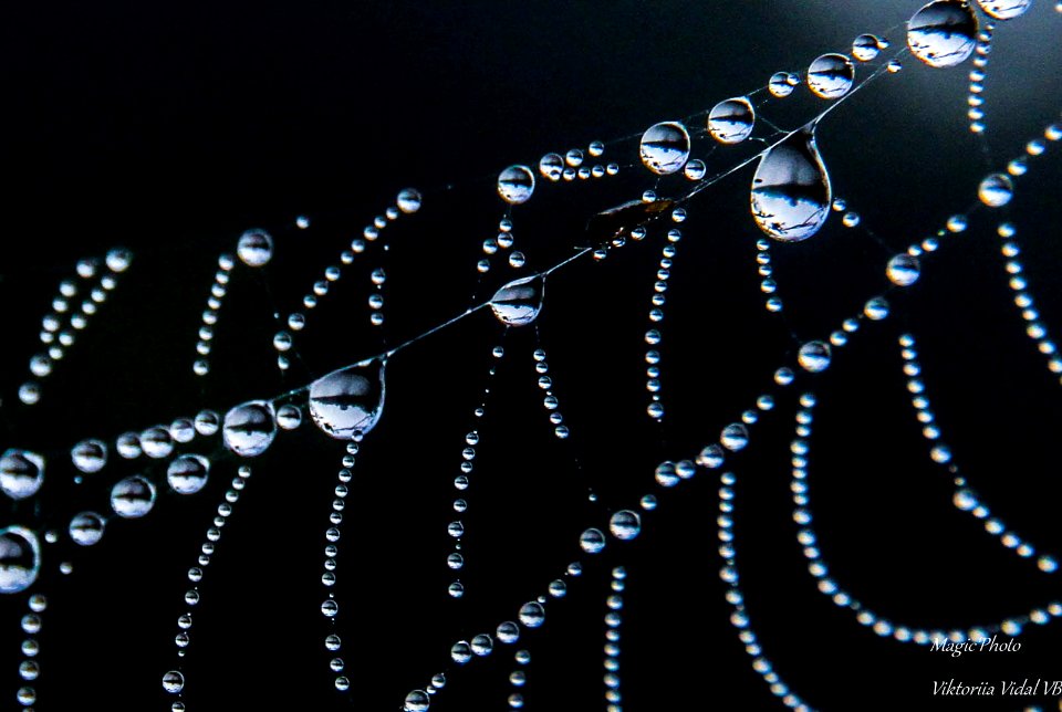 le magnifique spectacle des perles de rosée..