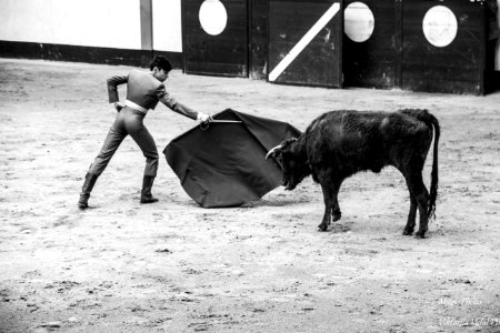 jeune matador et novillo-(France)