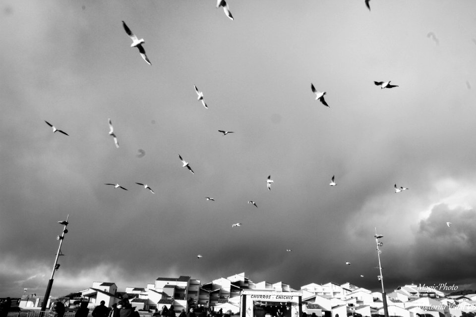 les mouettes