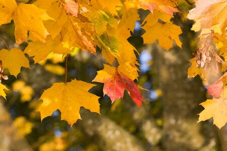 Autumn maple color photo