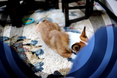 Treat + Training Time