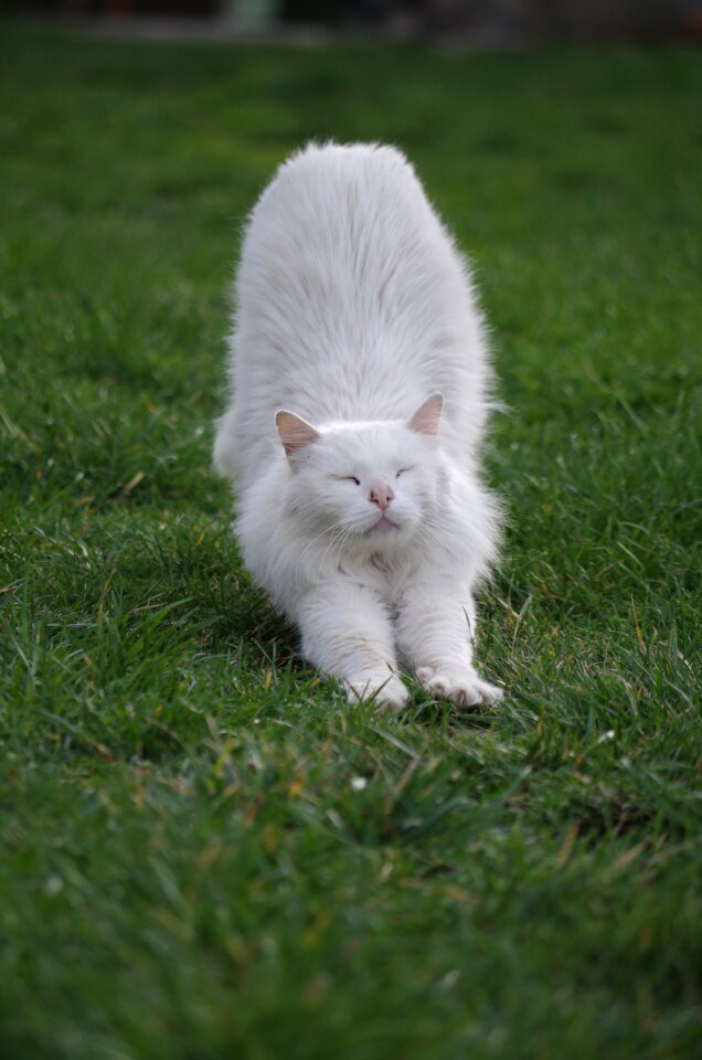 Animal stretch sleep