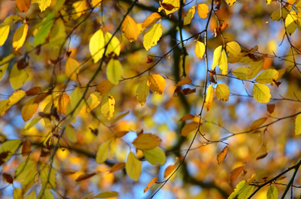 Autumn forest nature colorful