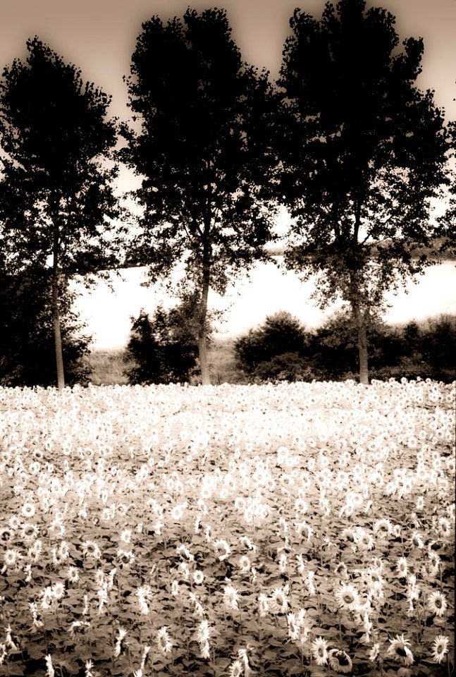 black and white trees sun filters