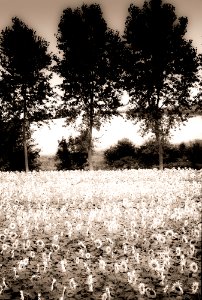 black and white trees sun filters
